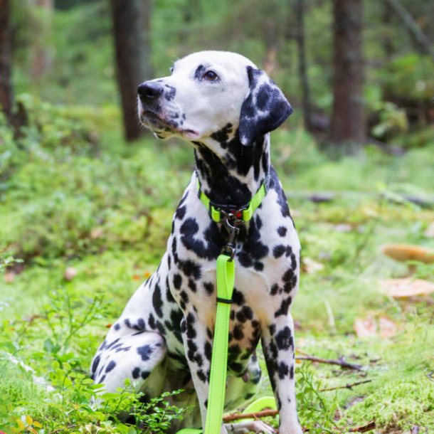 Bliss Neon Collar - Halsb�nd