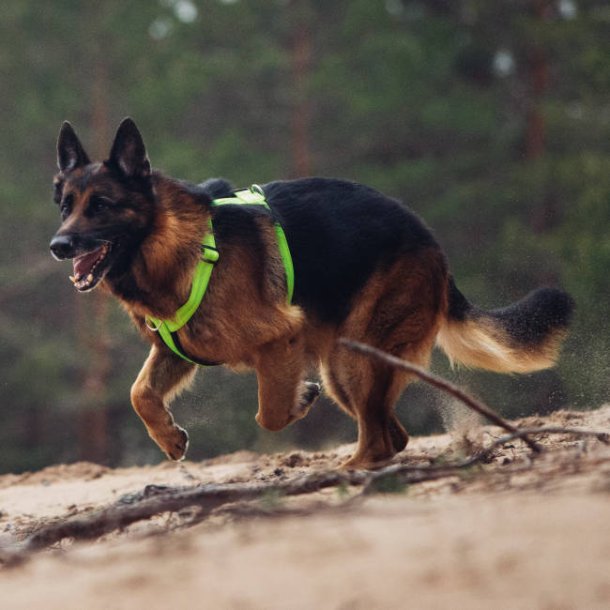 Form Neon Harness - hundesele