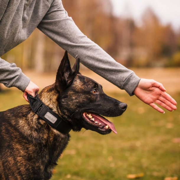 Mission Collar - halsbnd