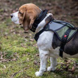 Mission Harness - sele