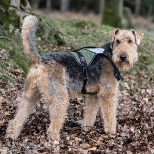 Mission Harness - sele