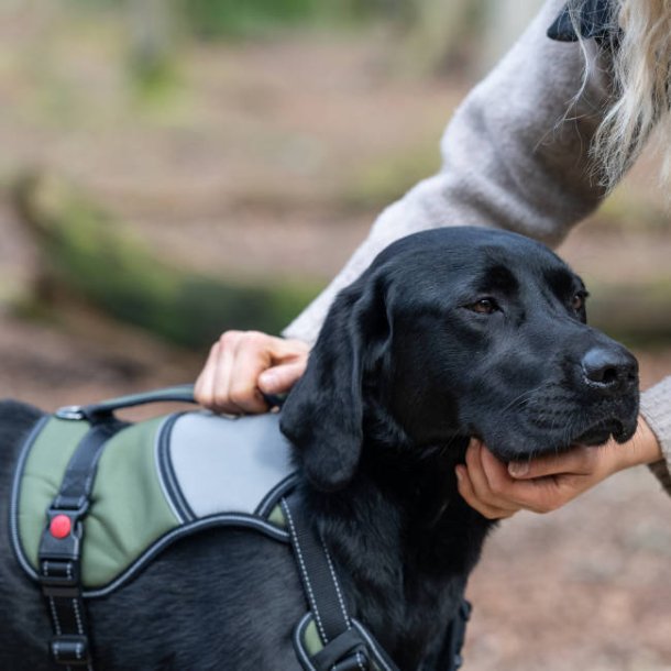 Mission Harness - sele