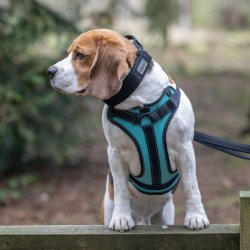 Solid Harness - sele