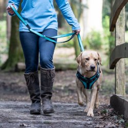 Solid Harness - sele