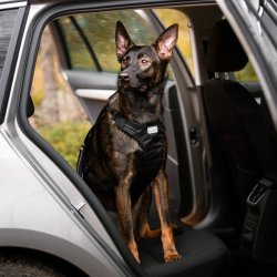 Car Harness - Bilsele