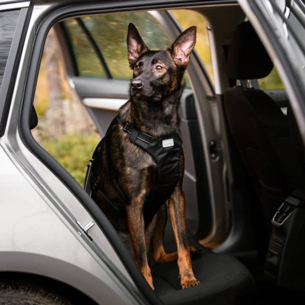 Car Harness - Bilsele