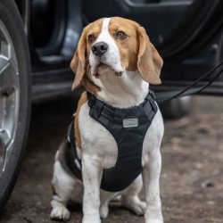 Car Harness - Bilsele