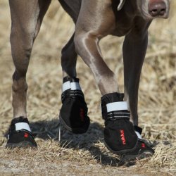 Proff Shoes - hundesko (2 stk.)